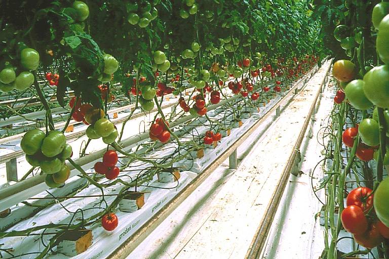 Выращивание и разведение клубники по голландской технологии в теплице круглый год: пошаговая инструкция с видео