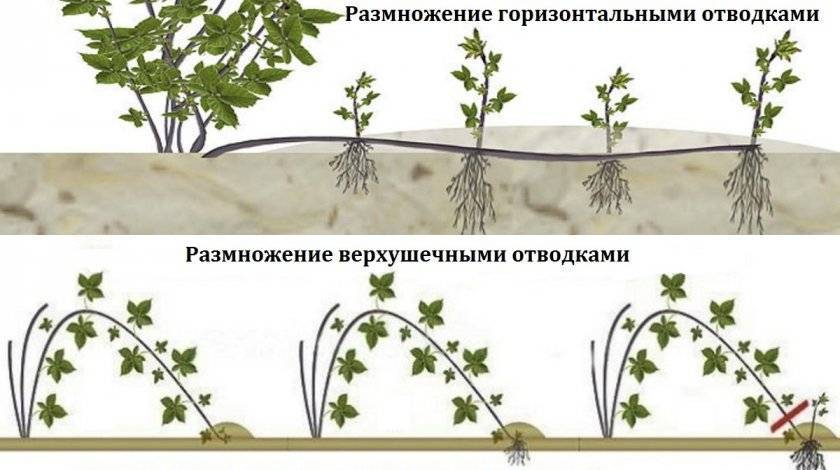 Ежевика садовая посадка, уход, размножение. свойства ежевики и противопоказания.. особенности выращивания и размножение ежевики садовой