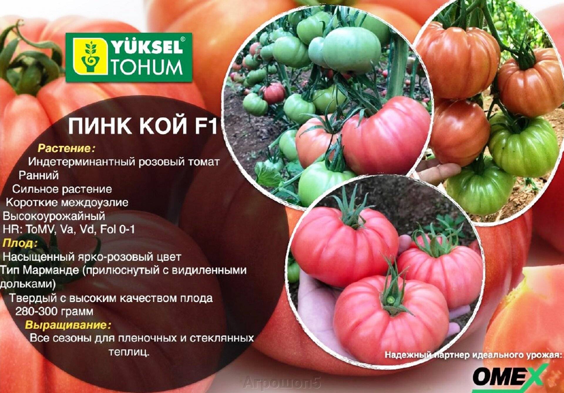 ᐉ томат «пинк клэр» f1: описание, фото и особенности выращивания - orensad198.ru