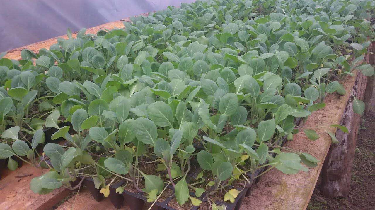 Капуста брокколи — выращивание и уход