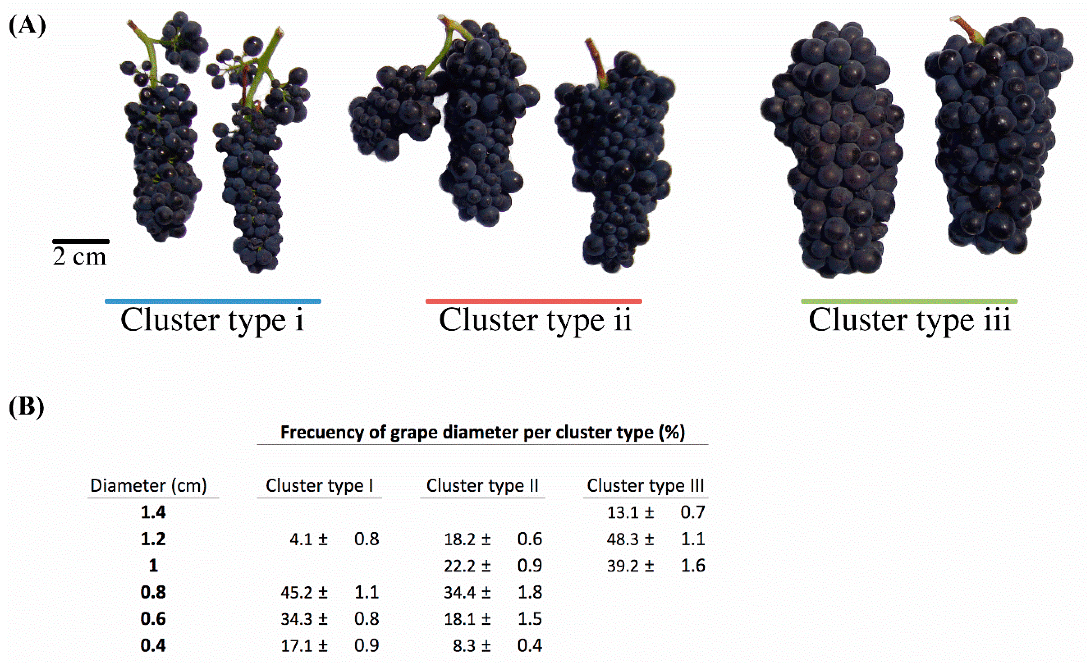 Виноград пино нуар: описание и особенности сорта, посадка и уход, размножение