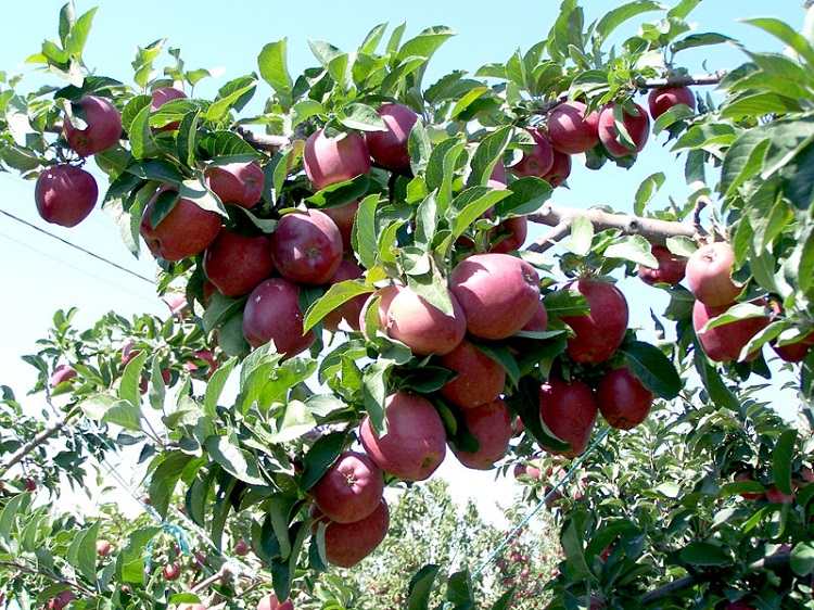 Достоинства яблони ред чиф с красномякотными плодами