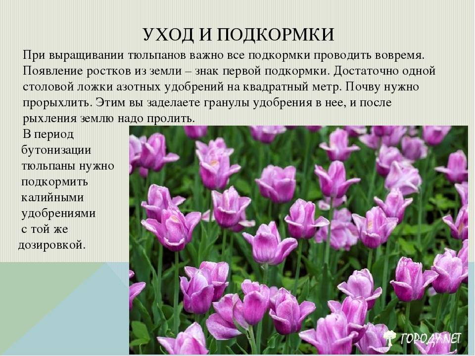 Тюльпан (tulipa). описание, виды и выращивание тюльпанов - флористика на "добро есть!"