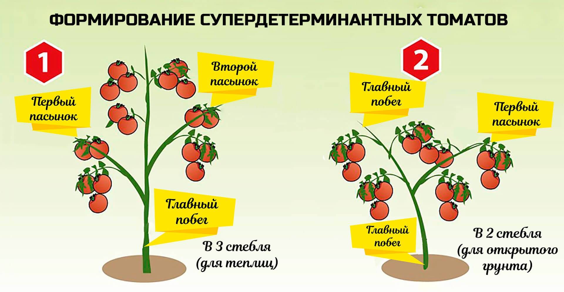 Секреты выращивания томатов в теплице: как ухаживать, чтобы получить хороший урожай