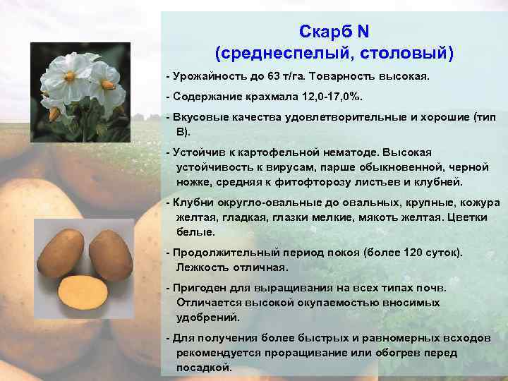 Картофель скарб: описание сорта, фото, отзывы, характеристика, сроки созревания :: syl.ru