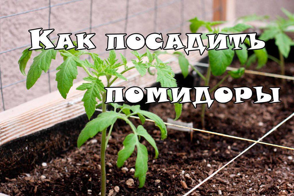 Как сеять помидоры на рассаду в домашних условиях пошаговый рецепт с фото