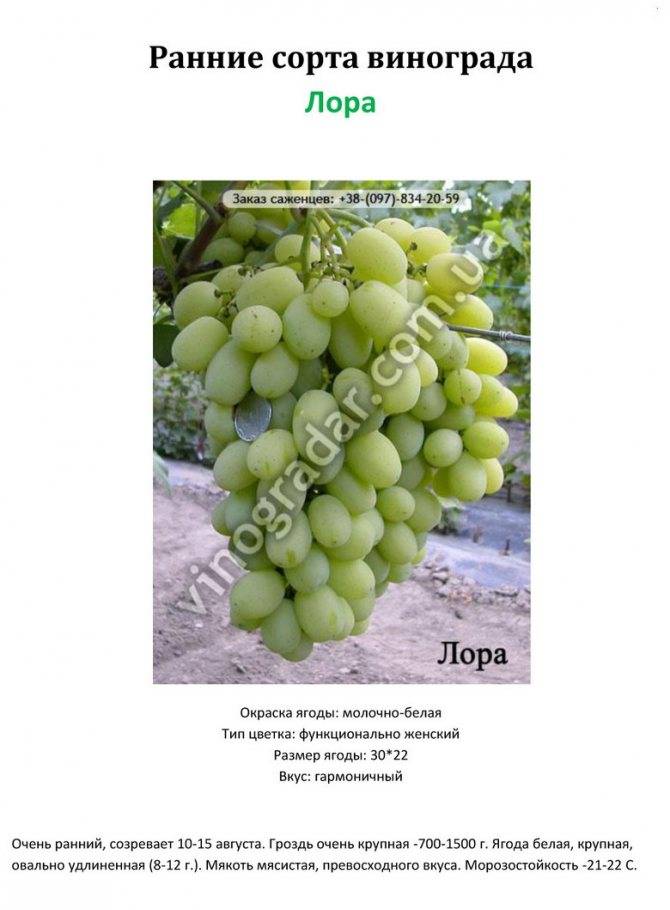 Виноград лора: описание и характеристики сорта, отзывы виноградарей + особенности посадки и выращивания культуры