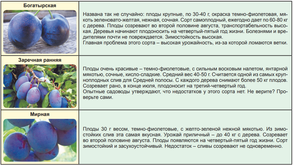 Слива ренклод: популярные сорта, в том числе советский и колхозный, особенности посадки и ухода + фото и видео