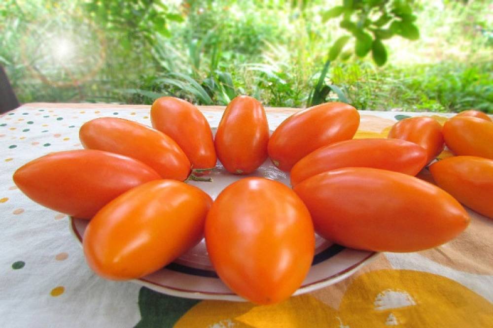 Томат елисей: характеристика и описание сорта, отзывы об урожайности помидоров, фото куста