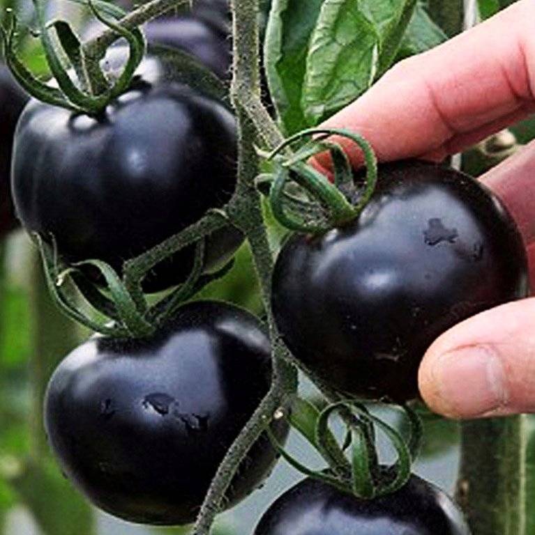 Черные помидоры – сорта с фото и описанием, лучшие, для открытого грунта и теплиц
