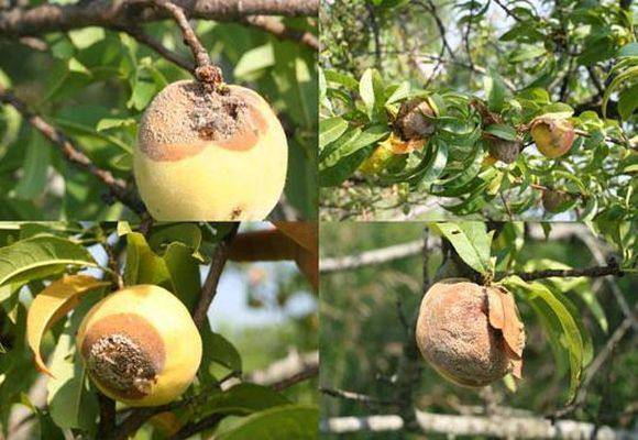 Плодовая гниль яблони (монилиоз). меры борьбы и что делать, когда яблоки гниют