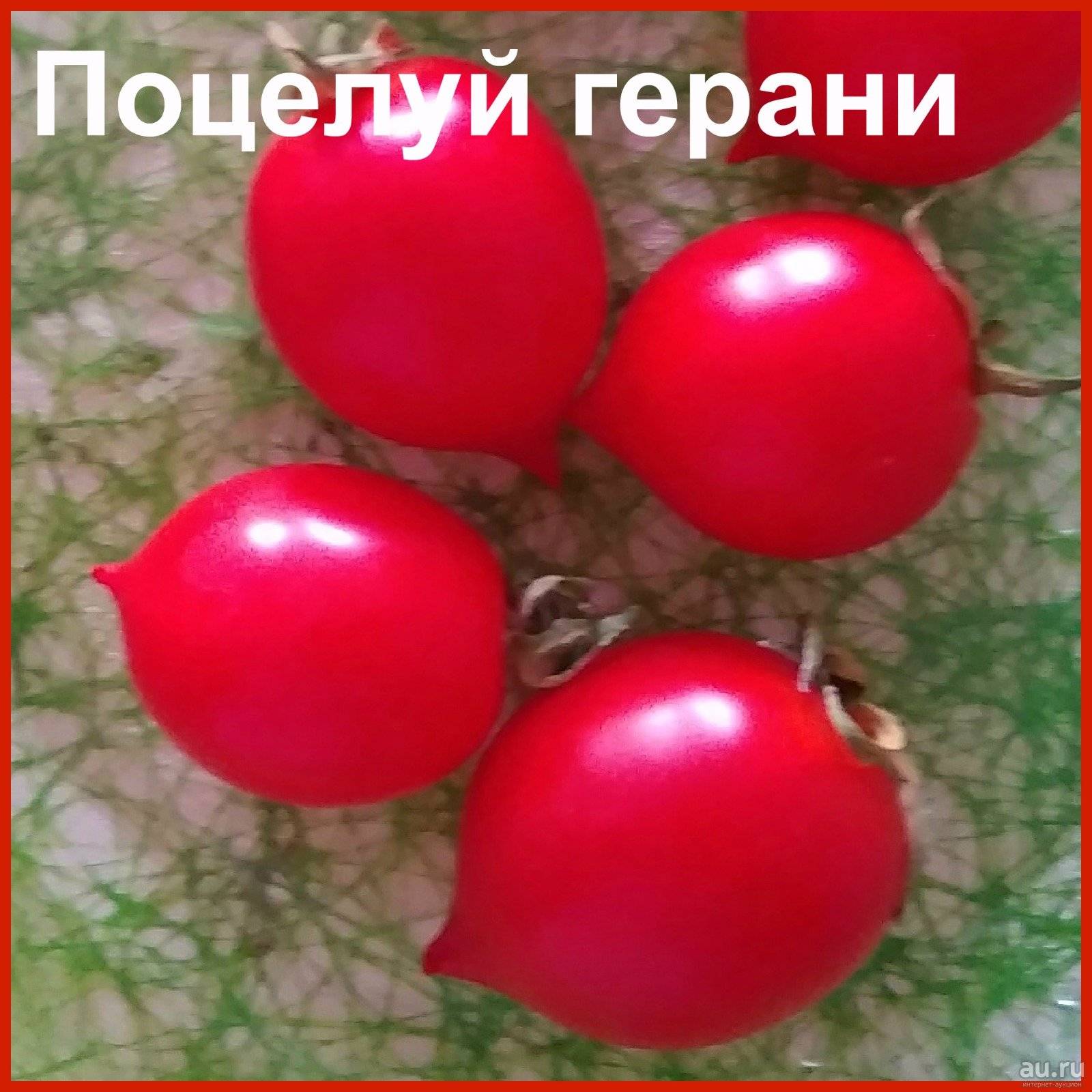 Поцелуй герани томат описание характеристика сорта фото