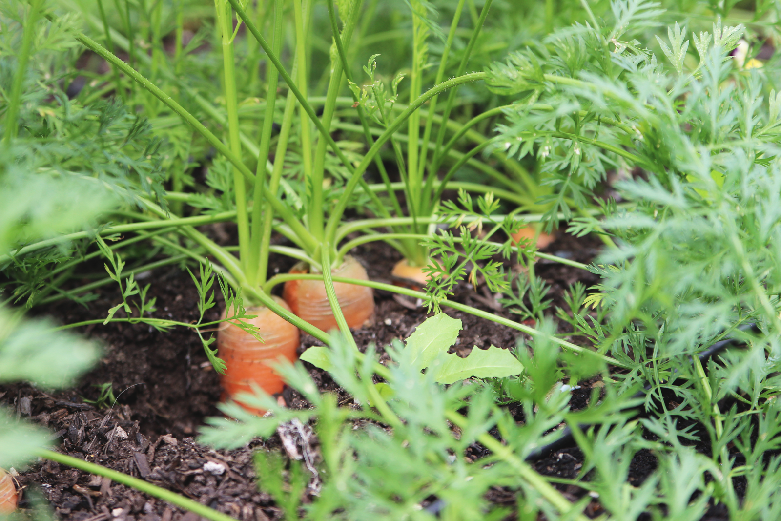 Почему кудрявится морковь и что делать, чем обработать чтобы не кучерявилась