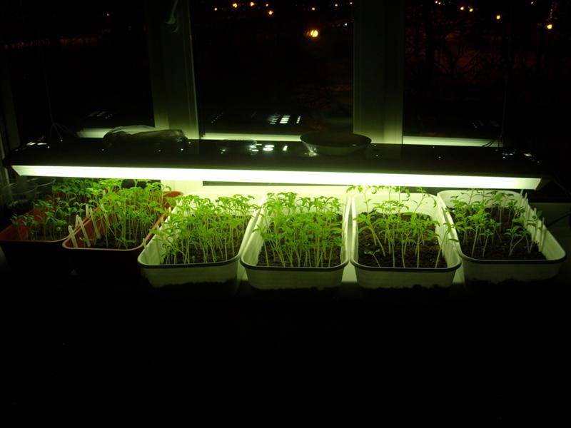 Световой день для рассады томатов – подсветка в домашних условиях, сколько досвечивать, виды ламп