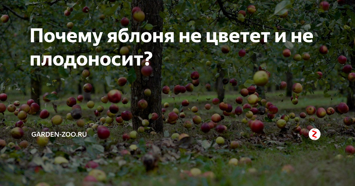 Что делать, если яблоня не плодоносит и почему это происходит
