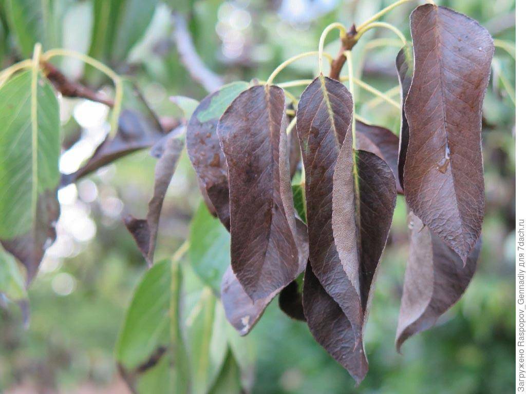 Чернеют листья на груше: что делать, чем лечить и обрабатывать для профилактики