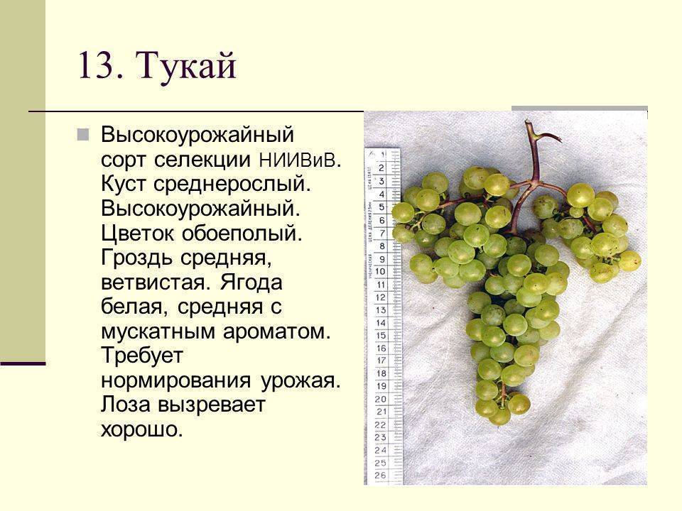 Самый популярный сорт винограда среди любителей — «блестящий»
