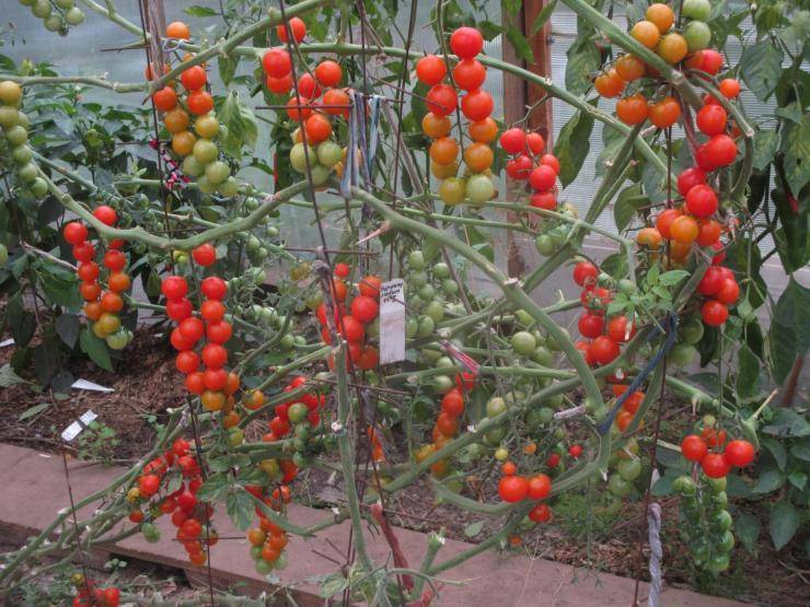 10 сортов томатов, подходящие для выращивания на подоконнике