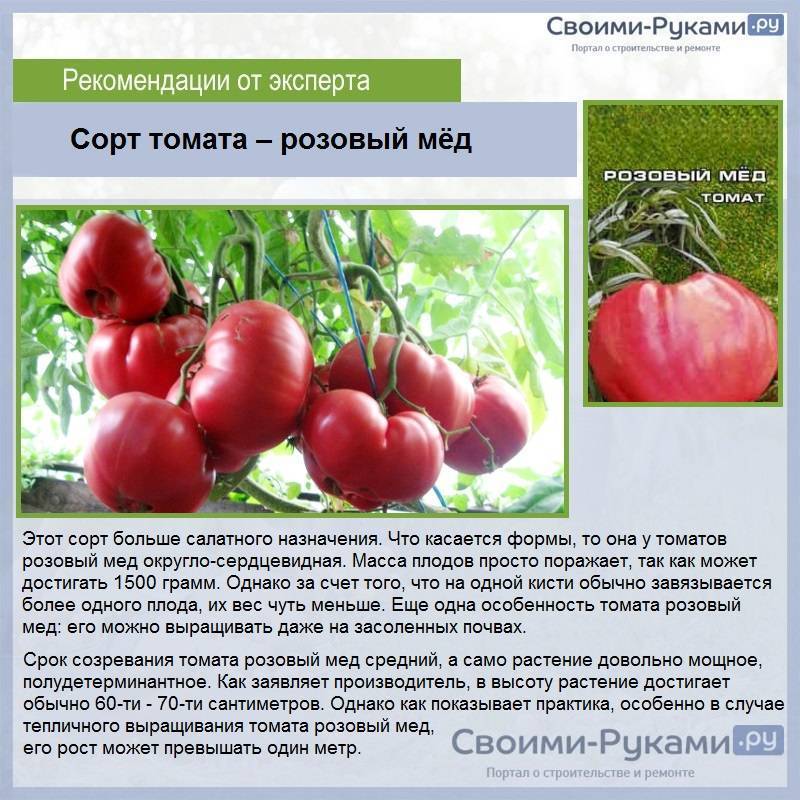Описание сорта томата бочата, характеристика и выращивание