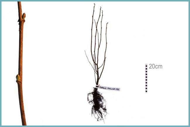 ✅ лещина в сибири: посадка и уход, выращивание фундука в открытом грунте, лучшие сорта, фото - tehnoyug.com