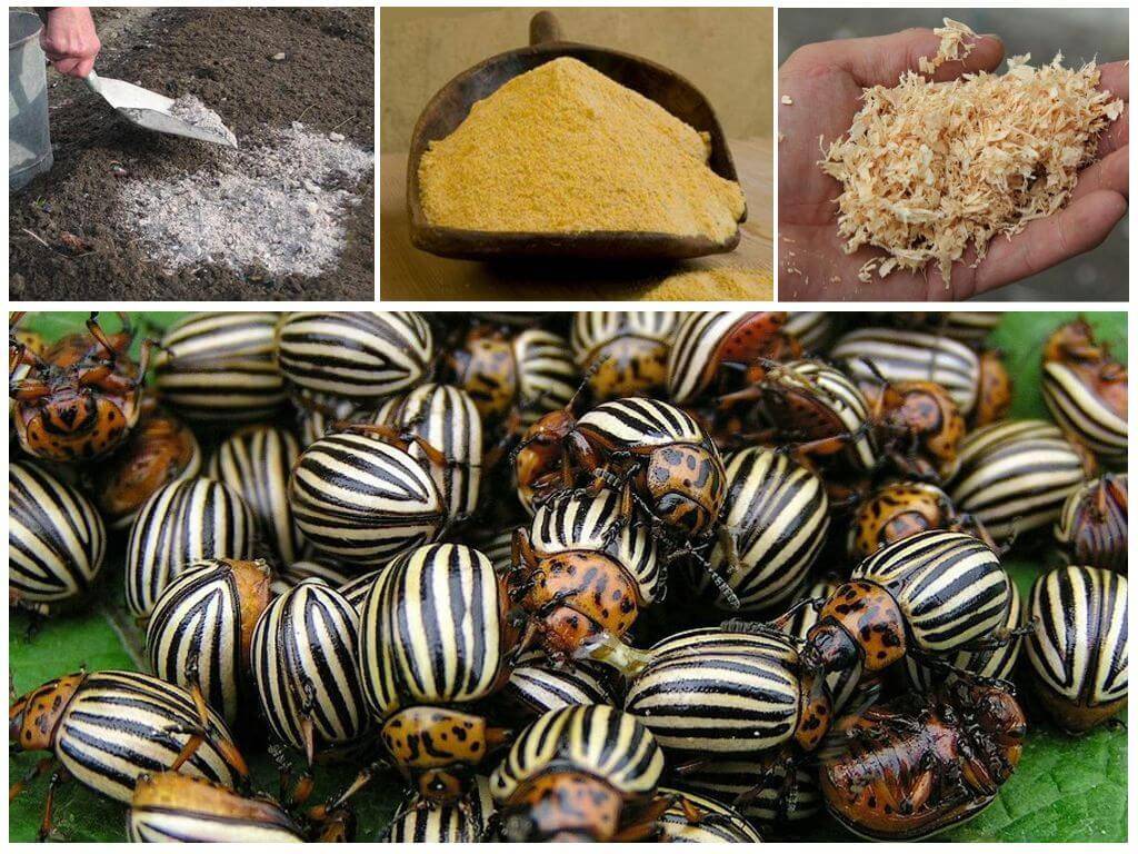 20 способов боротьбы с колорадским жуком народными и химическими средствами