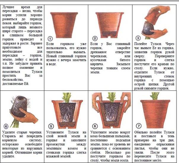 Состав и кислотность грунта для цитрусовых растений, как сделать своими руками