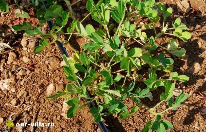ᐉ растение арахис: выращивание в открытом грунте, фото, как вырастить в украине и россии, посадка - roza-zanoza.ru