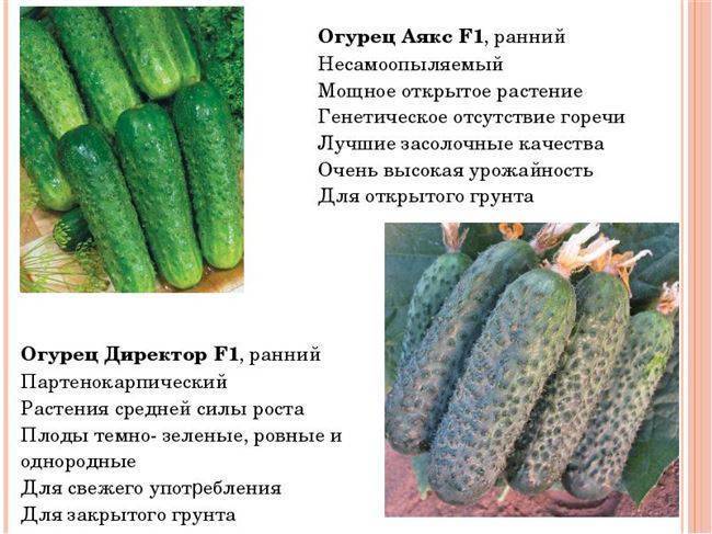 Огурец аякс: описание сорта, выращивание, отзывы о семенах и урожае