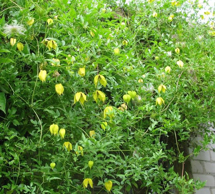 Цветок клематис - посадка и уход в открытом грунте, фото сортов и видов с названиями,  выращивание из  семян