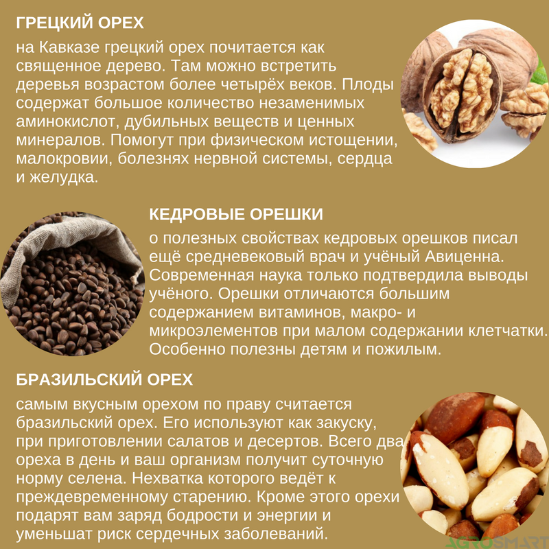 Всё о грецком орехе – состав, польза и суточная норма
