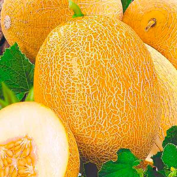 ✅ дыня «ананас f1»: характеристика, выращивание и полезные свойства, фото - tehnoyug.com