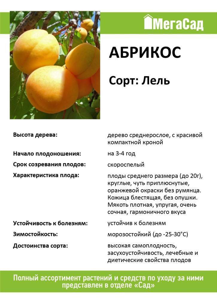 Описание сорта абрикоса саратовский рубин