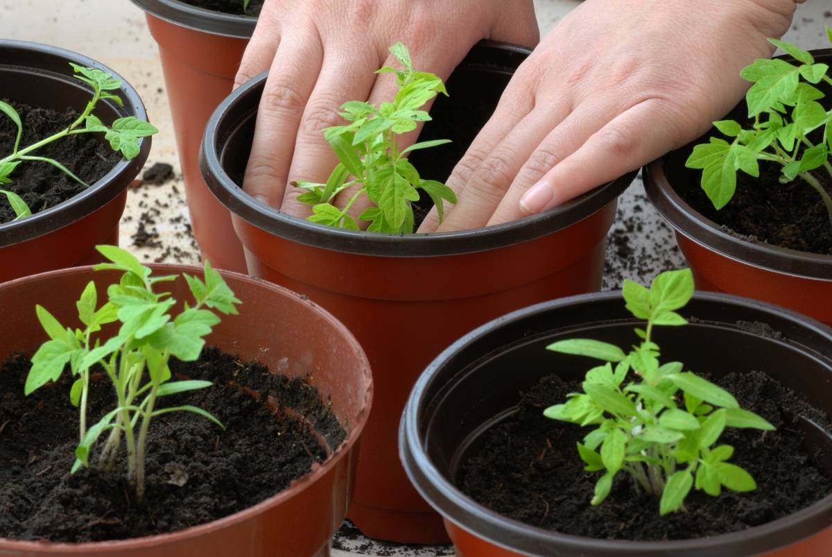 Рассада помидор в домашних условиях: как вырастить рассаду томатов на подоконнике | цветок в доме