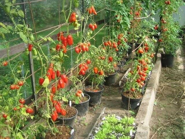 Выращивание томатов в ведре: как посадить в теплице и в открытом грунте